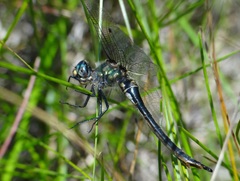 Somatochlora semicircularis