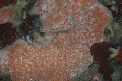 Aplidium solidum