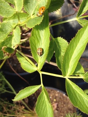 Coccinella septempunctata