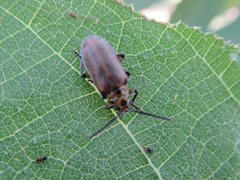 Poneridia semipullata