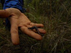 Pseudoeurycea leprosa