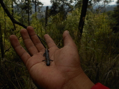 Pseudoeurycea leprosa