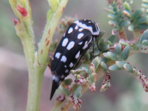 Hoshihananomia vitticollis · iNaturalist