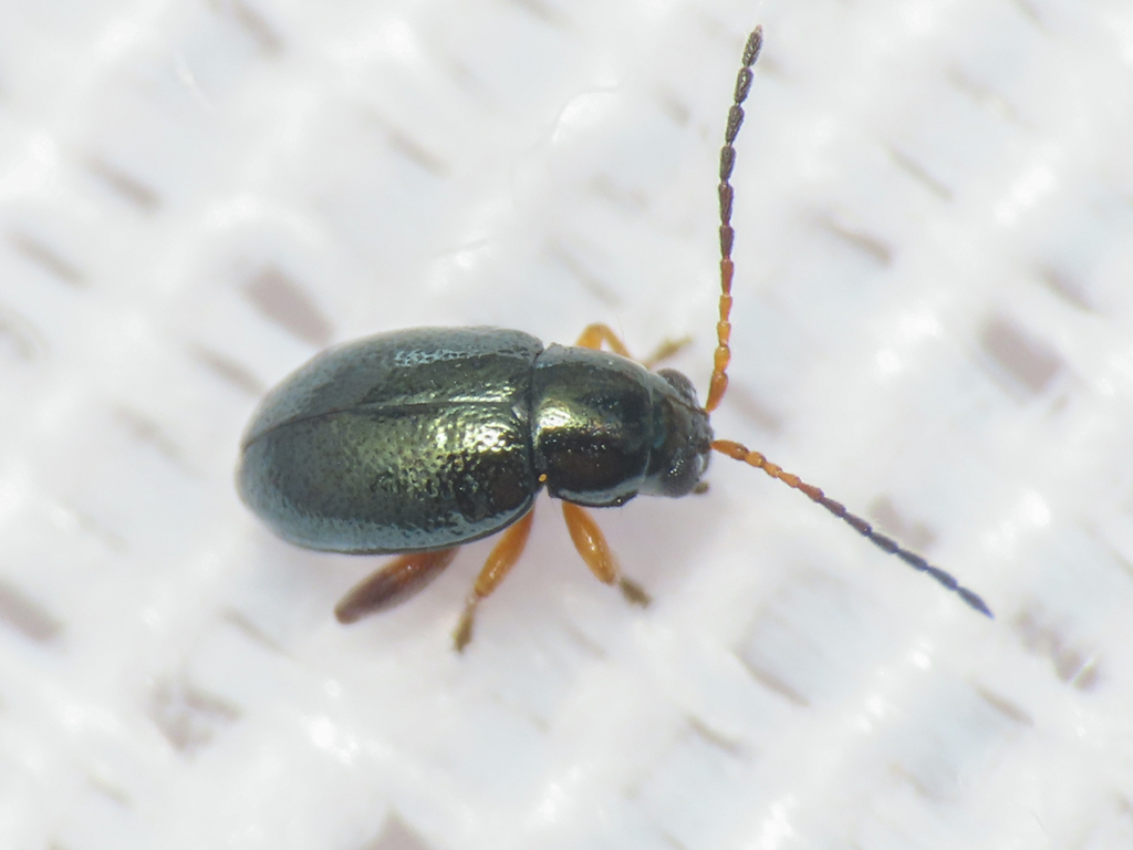 Aphthona herbigrada