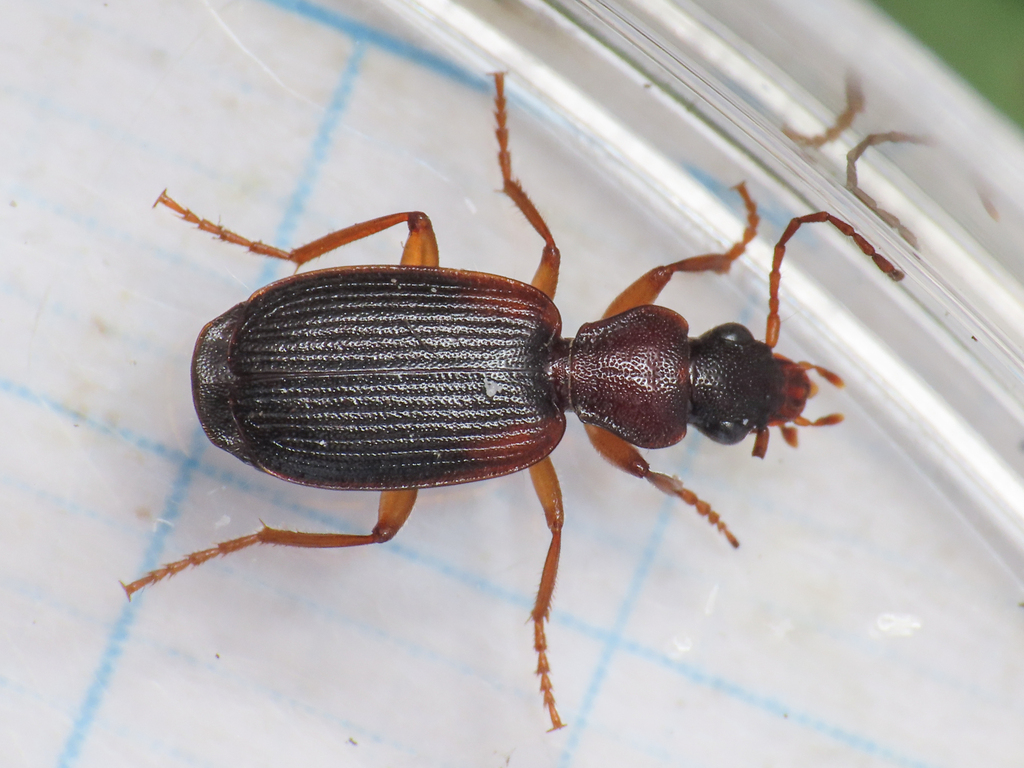 Cymindis angularis