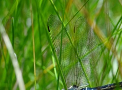 Somatochlora semicircularis