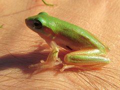 Litoria bicolor