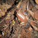 Austrochaperina robusta - Photo (c) Matthew Connors, osa oikeuksista pidätetään (CC BY-NC-SA), lähettänyt Matthew Connors