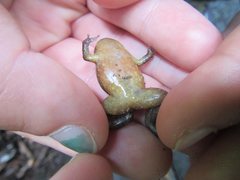 Austrochaperina robusta