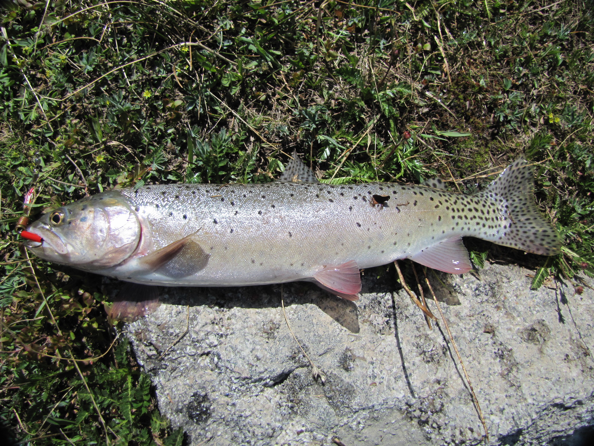 bonneville cutthroat trout