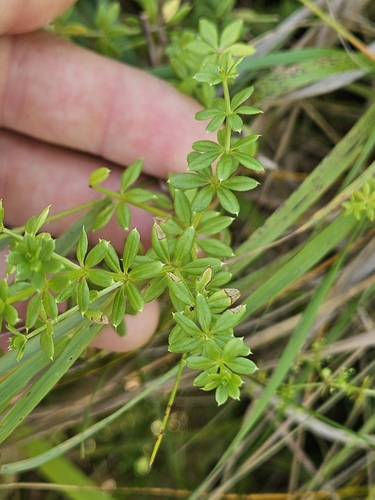 Image of Galium asprellum by (c) Chris Poling, some rights reserved (CC BY)