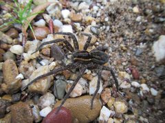 Dolomedes vicque