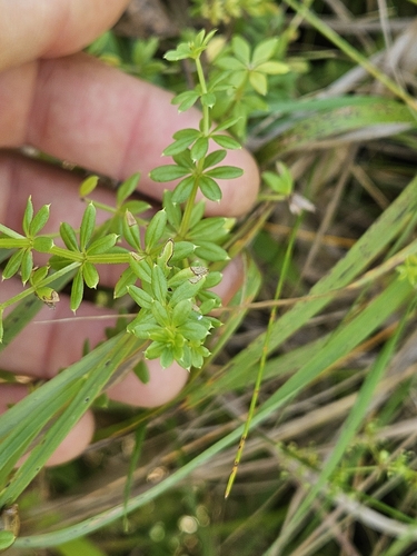Image of Galium asprellum by (c) Chris Poling, some rights reserved (CC BY)
