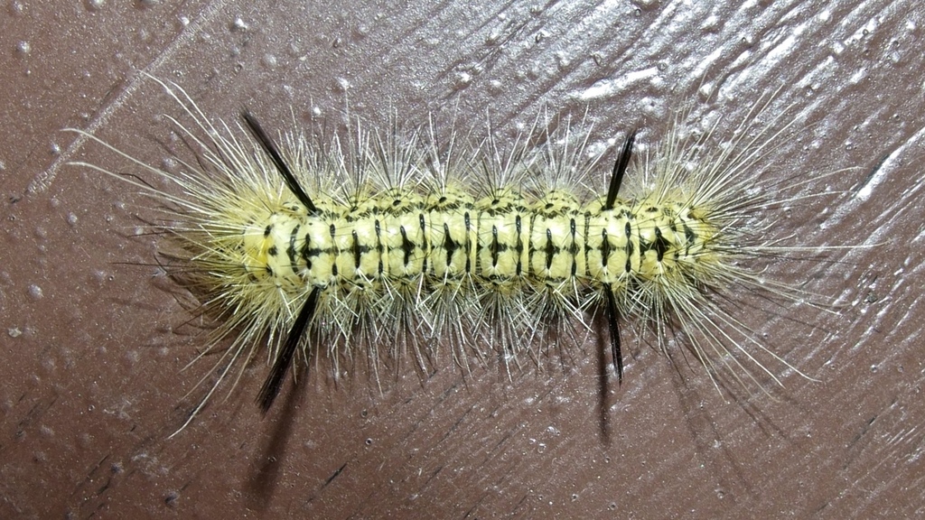 Speckled Tussock Moth