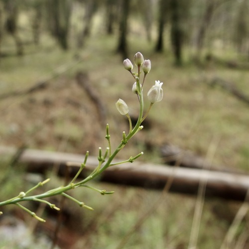 Image of Pennellia tricornuta by (c) Sue Carnahan, some rights reserved (CC BY)