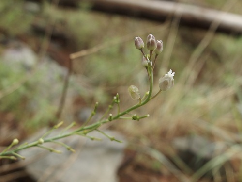 Image of Pennellia tricornuta by (c) Sue Carnahan, some rights reserved (CC BY)