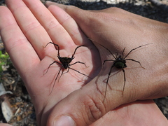 Sadocus polyacanthus