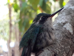 Cynanthus forficatus