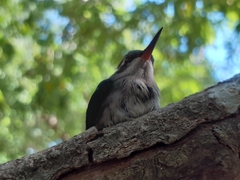 Cynanthus forficatus
