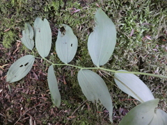 Polygonatum pubescens