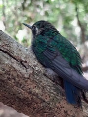 Cynanthus forficatus