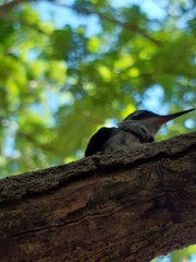 Cynanthus forficatus
