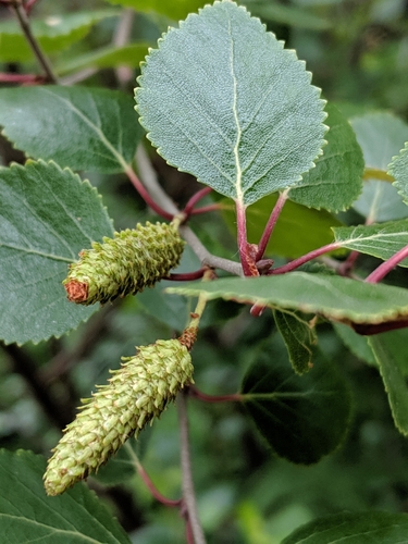 Bog birch (Betula pumila)