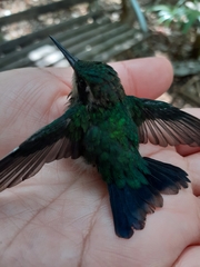 Cynanthus forficatus