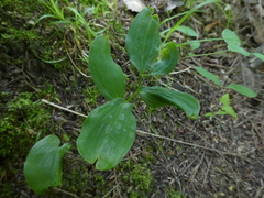 Polygonatum pubescens