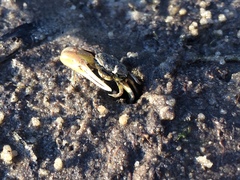 Leptuca leptodactyla