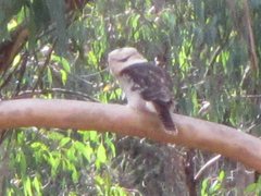 Dacelo novaeguineae novaeguineae