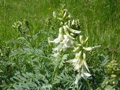 Astragalus drummondii
