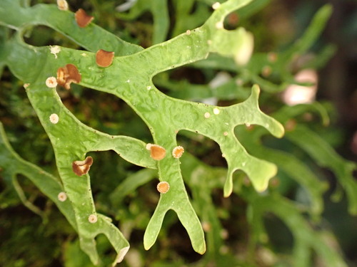 Pseudocyphellaria sulphurea