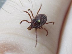 Amblyomma triguttatum