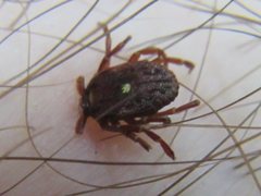 Amblyomma triguttatum