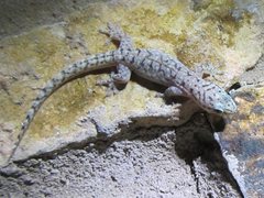 Gehyra dubia