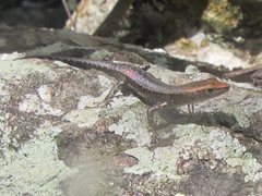 Lampropholis mirabilis