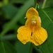 Impatiens ecornuta - Photo Ningún derecho reservado, subido por Patrick Sowers