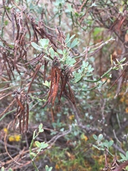 Acmispon dendroideus traskiae