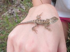 Diporiphora australis