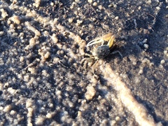 Leptuca leptodactyla