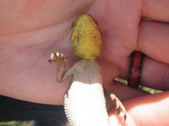 Diporiphora australis