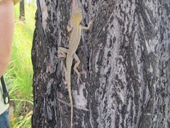 Diporiphora australis