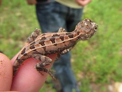 Diporiphora australis