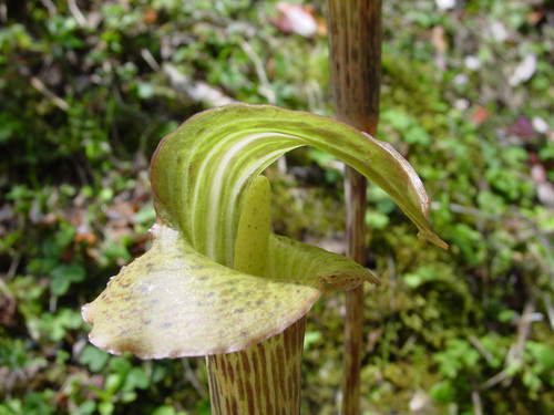 Arisaema nepenthoides, photograph 1