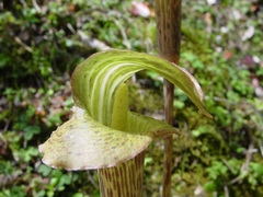Arisaema nepenthoides, photograph Bob, CC BY, iNaturalist via GBIF