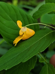 Impatiens ecornuta