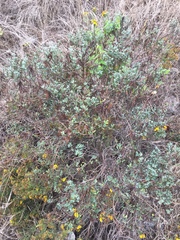 Acmispon dendroideus traskiae