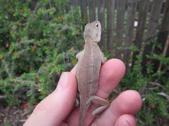 Diporiphora australis