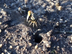 Leptuca leptodactyla